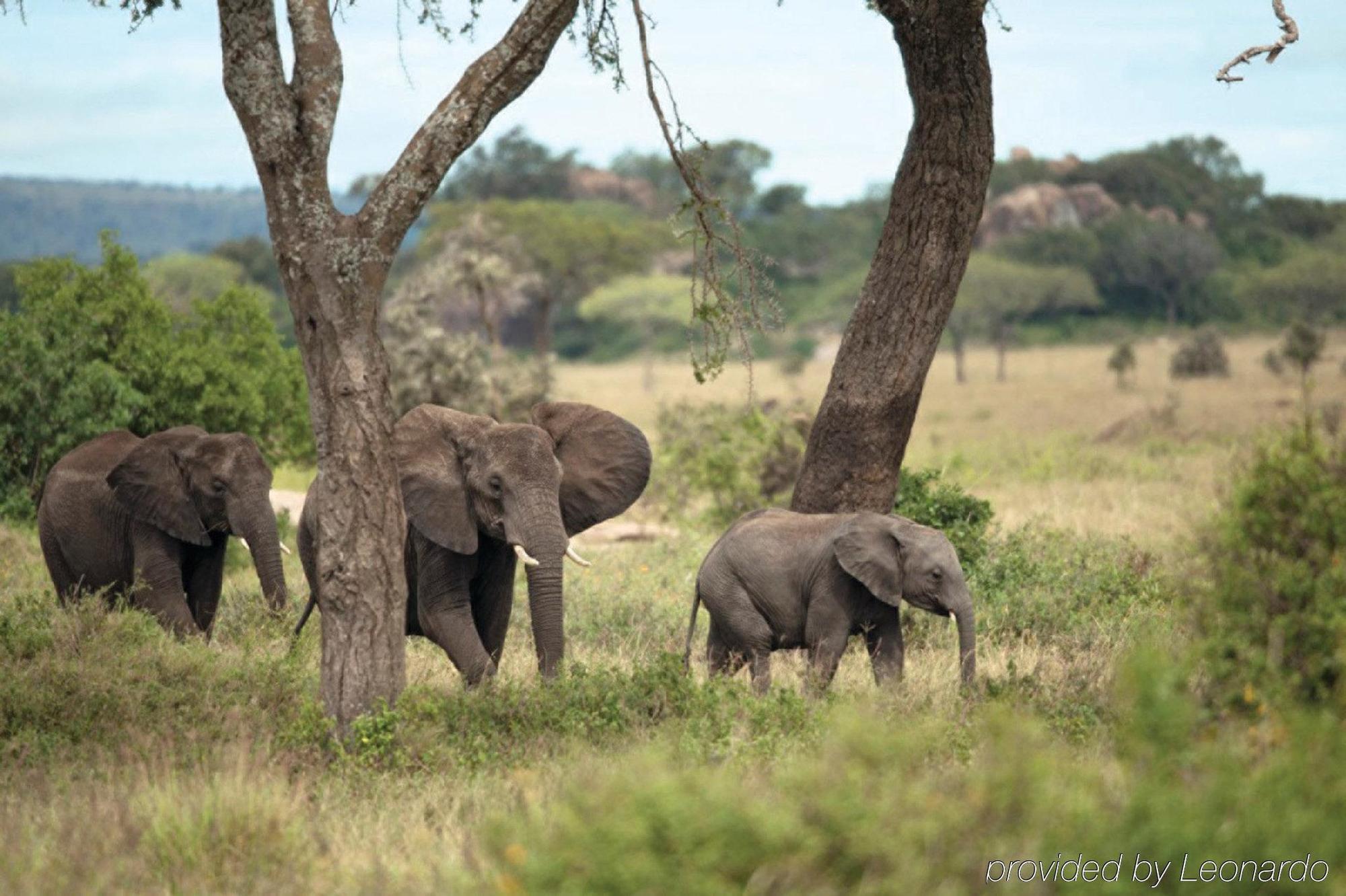Four Seasons Safari Lodge Serengeti Banagi Екстериор снимка