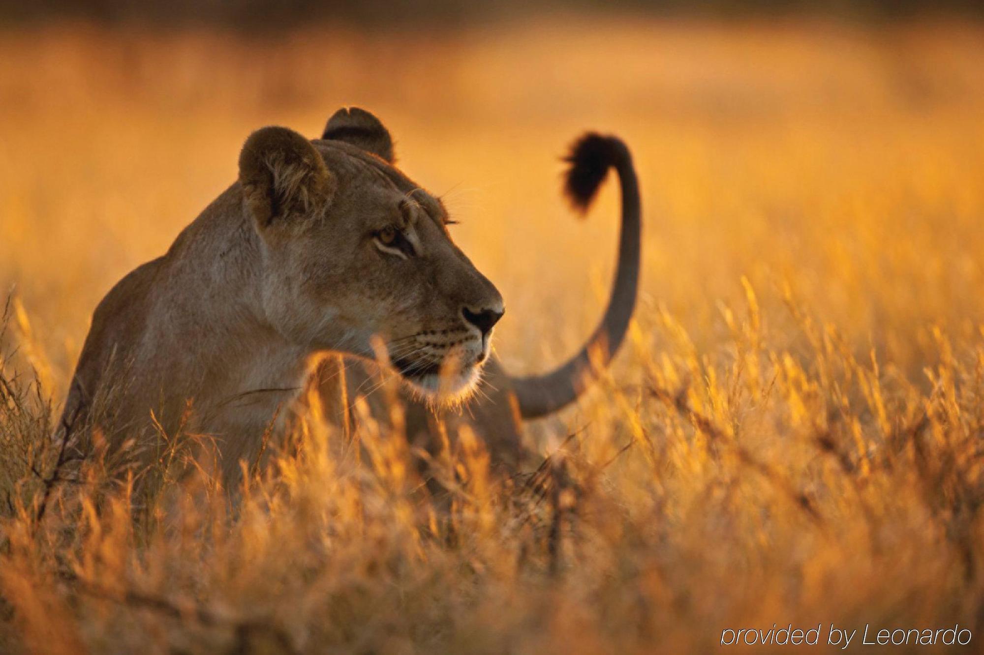 Four Seasons Safari Lodge Serengeti Banagi Екстериор снимка